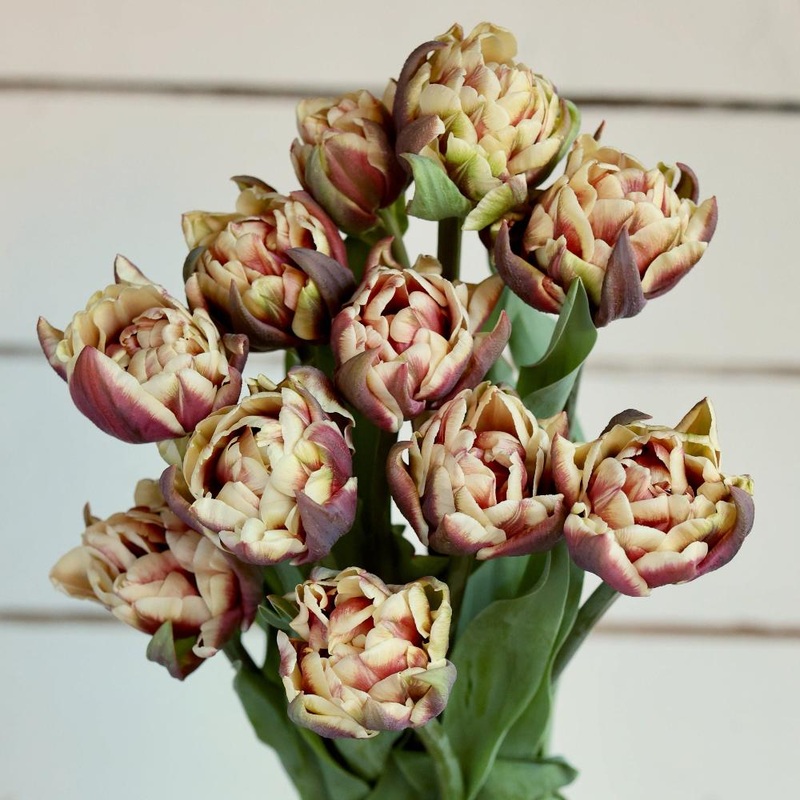 Tulipe – Wyndham