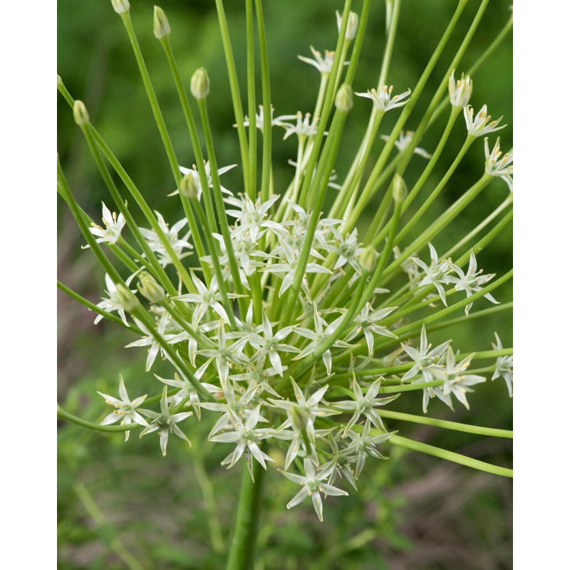 Allium – Arctic Snow