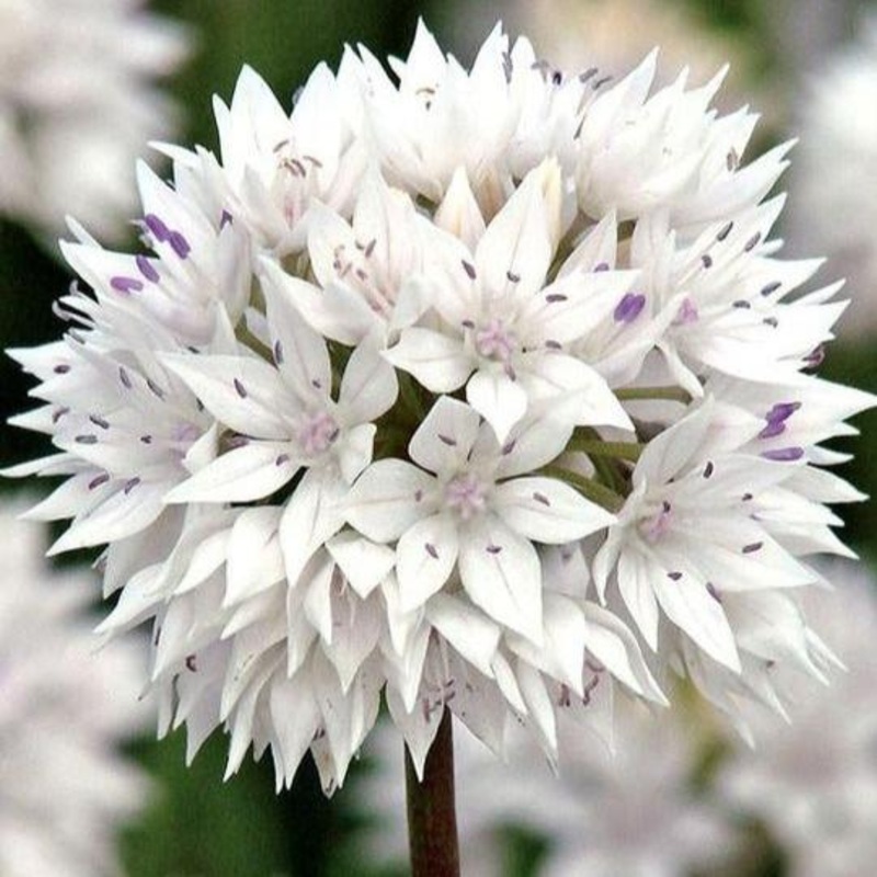 Allium – Graceful Beauty