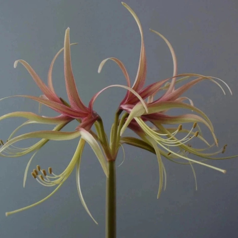 Amaryllis – Chico