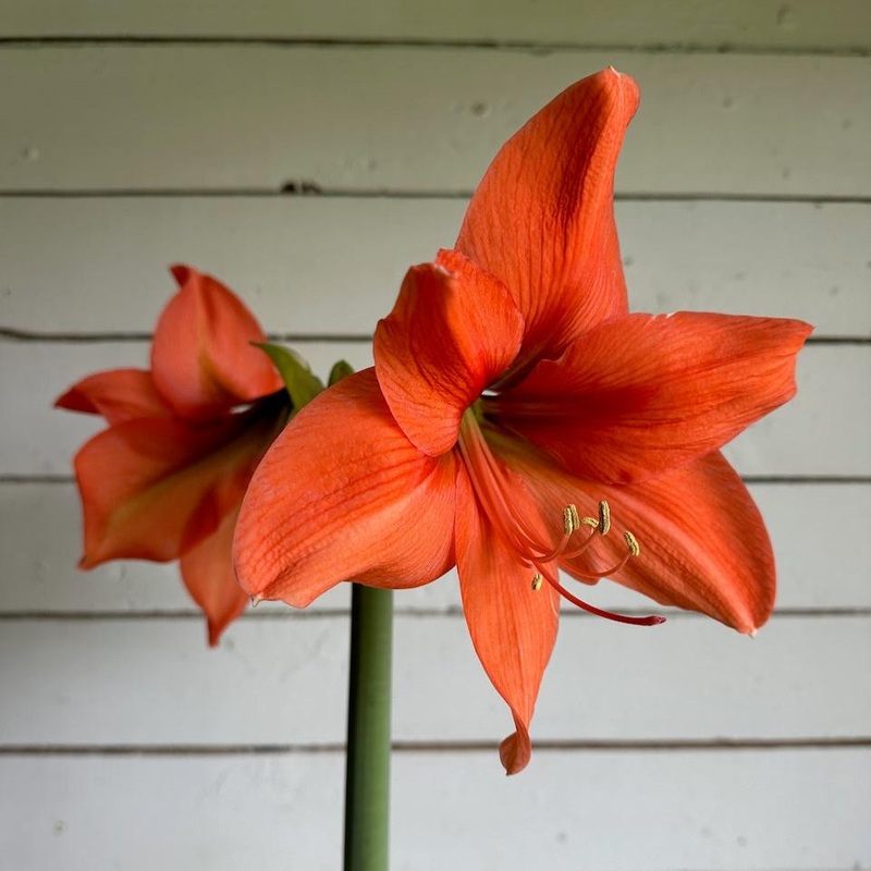 Amaryllis – Rilona