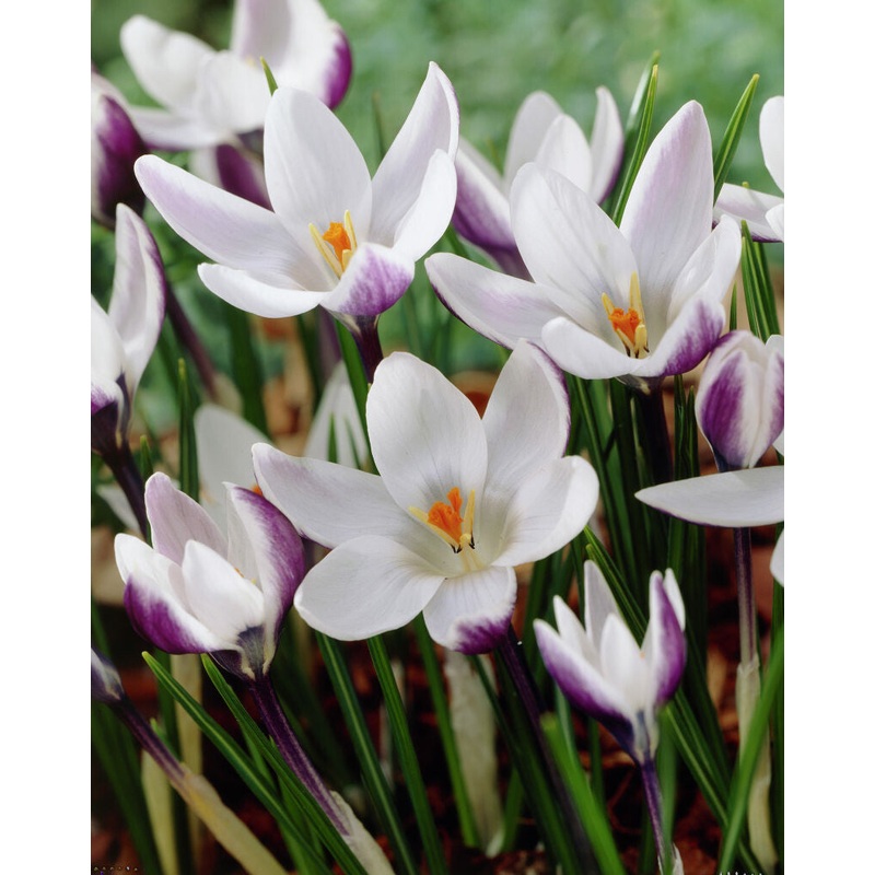 Crocus – Lady killer