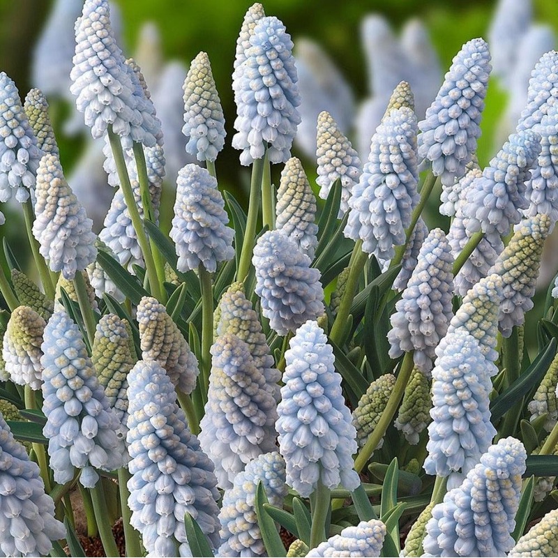 Muscari – Baby’s Breath