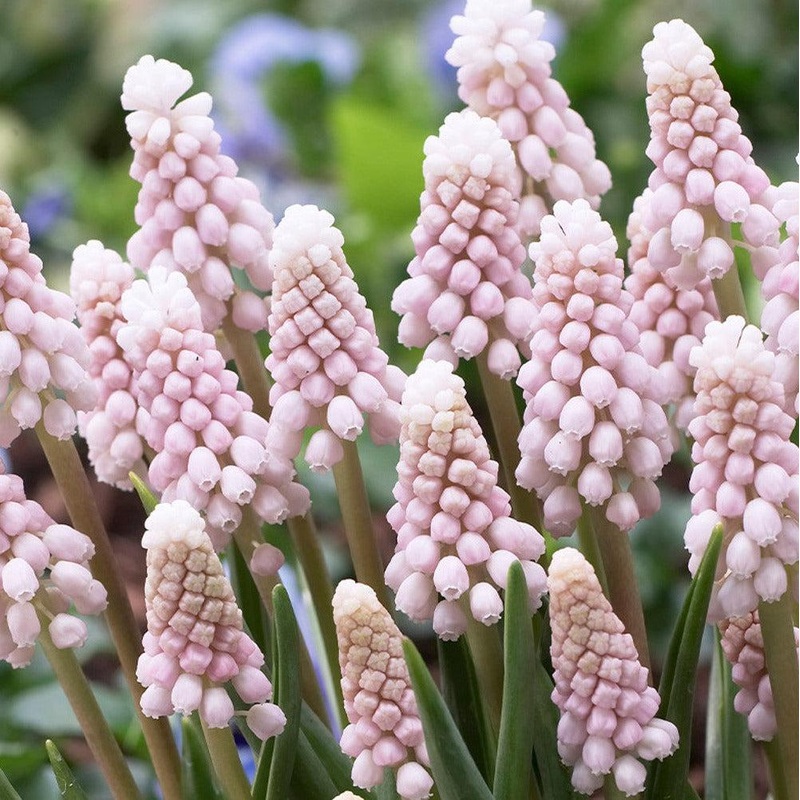Muscari – Pink Sunrise