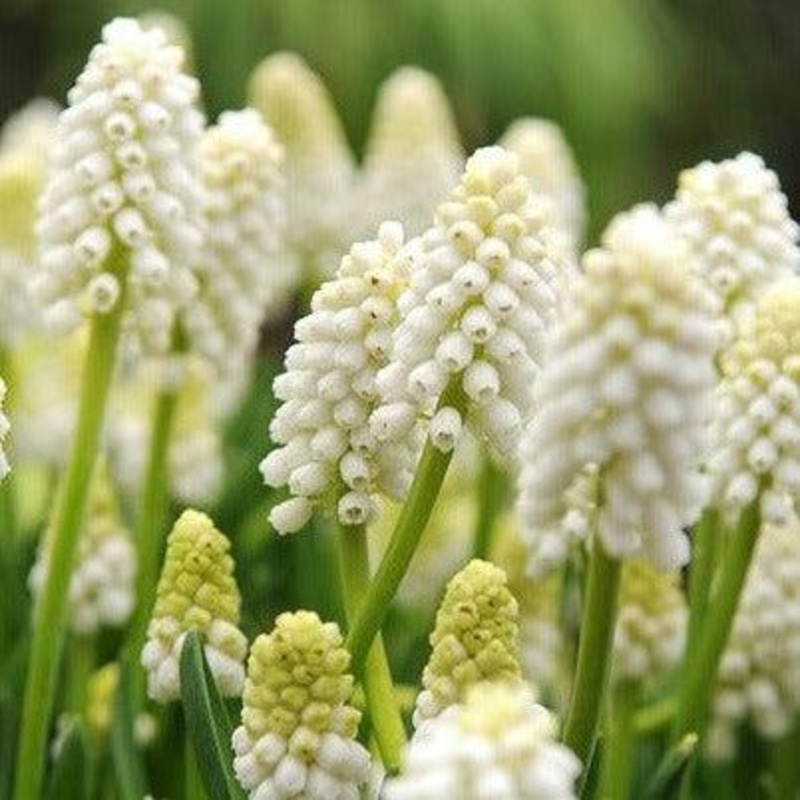 Muscari – White Magic