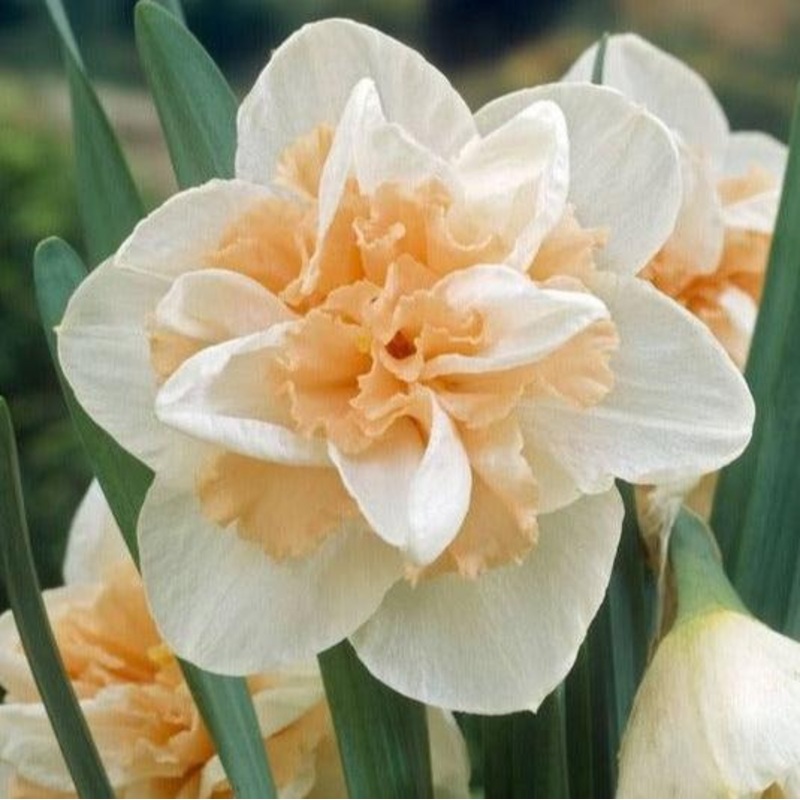 Narcisse – Delnashaugh