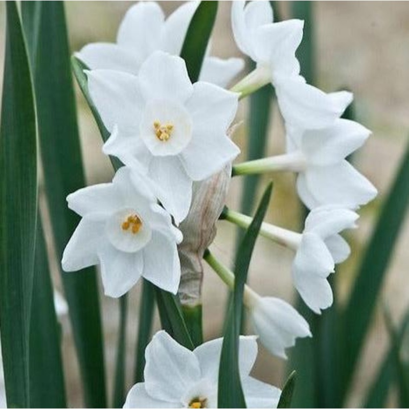 Narcisse – Paperwhite