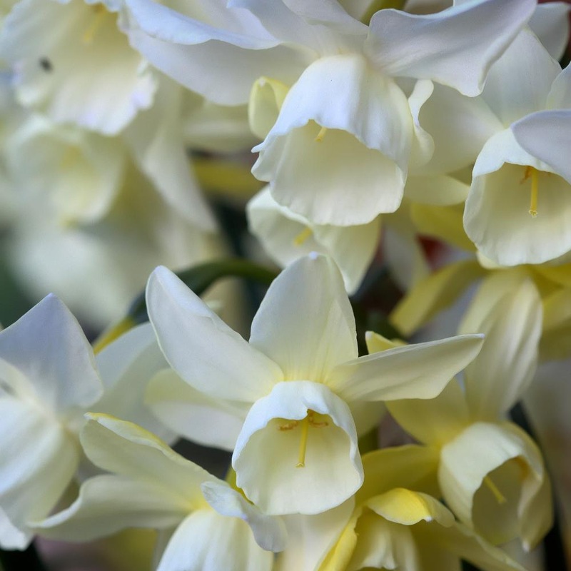 Narcisse – Starlight Sensation