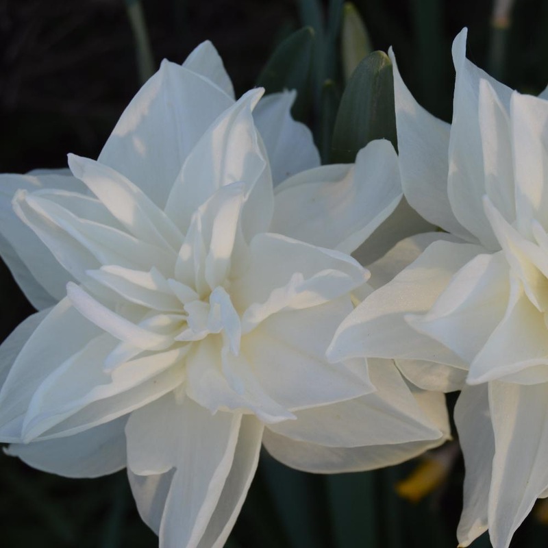 Narcisse – White Medal
