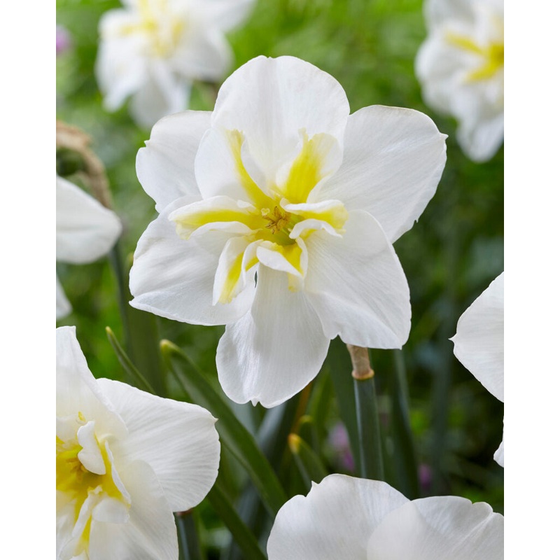 Narcisses – Lemon Beauty