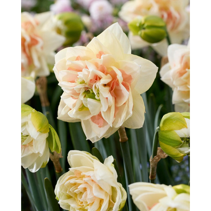 Narcisses – Pom Pom Rose