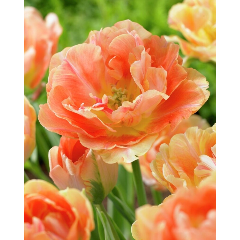 Tulipe – Charming Beauty