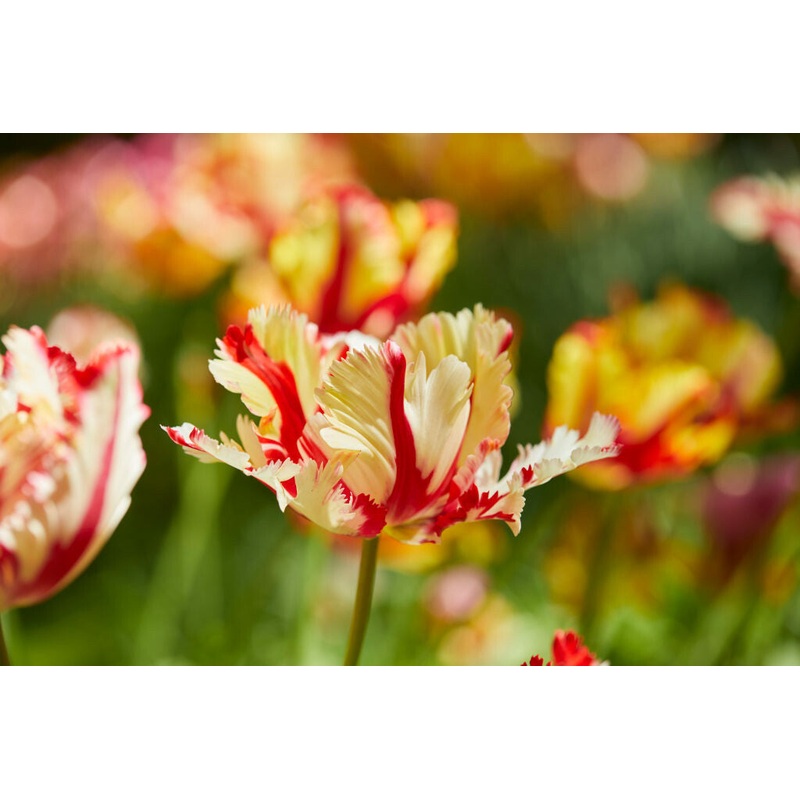 Tulipe – Flaming Parrot