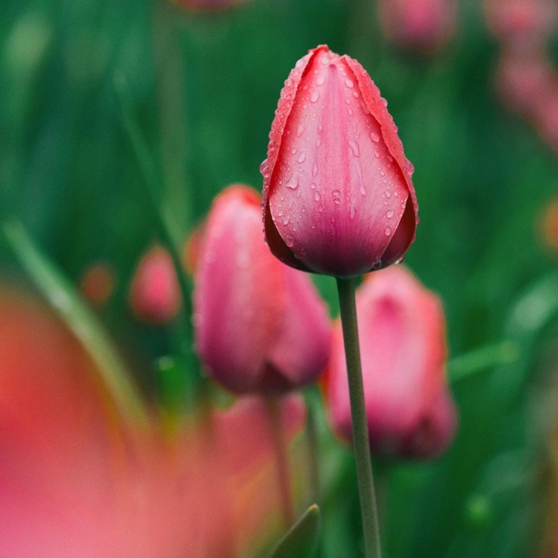 Tulipe – Menton