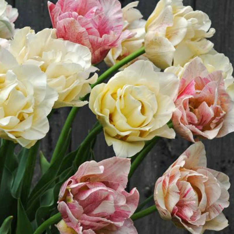 Tulipe – Silk Road