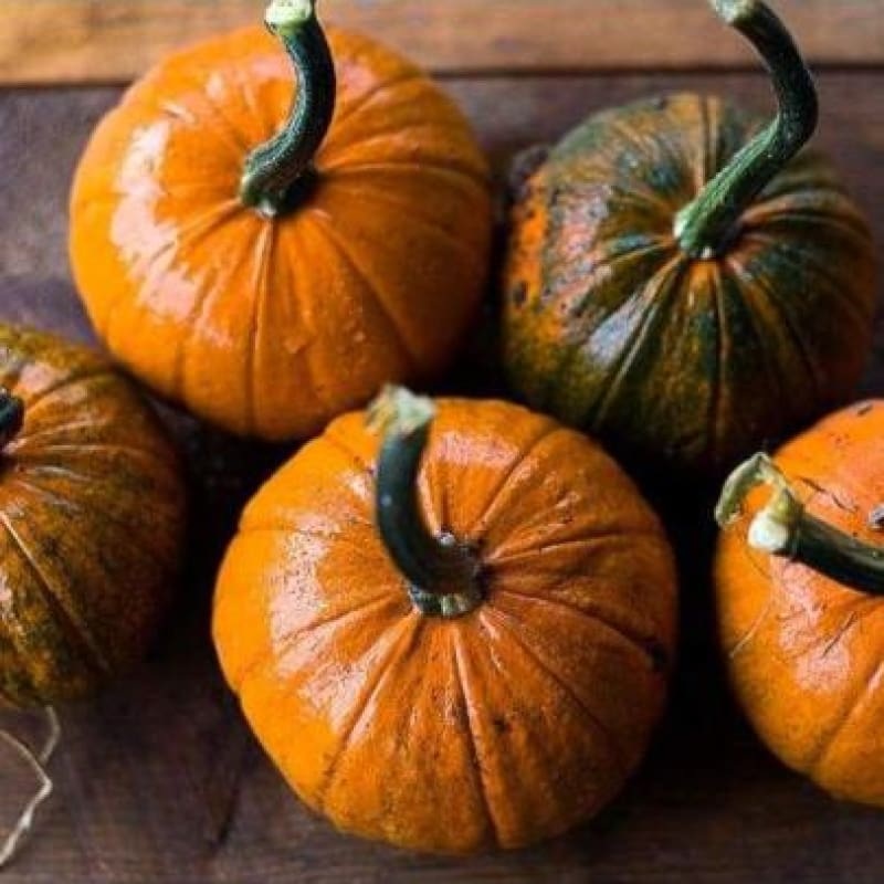 Baby Bear Pumpkin (105 Days)
