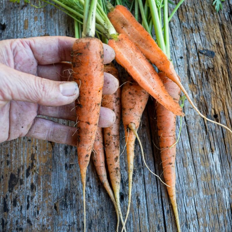 Bambino Carrot (61 Days)