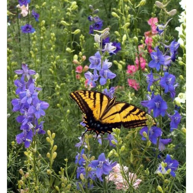 Bird and Butterfly Garden Mix