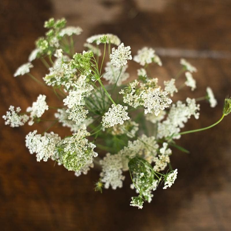 Bishop’s Flower