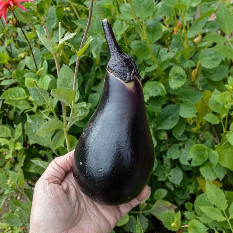 Black Beauty Eggplant (Heirloom 83 Days)
