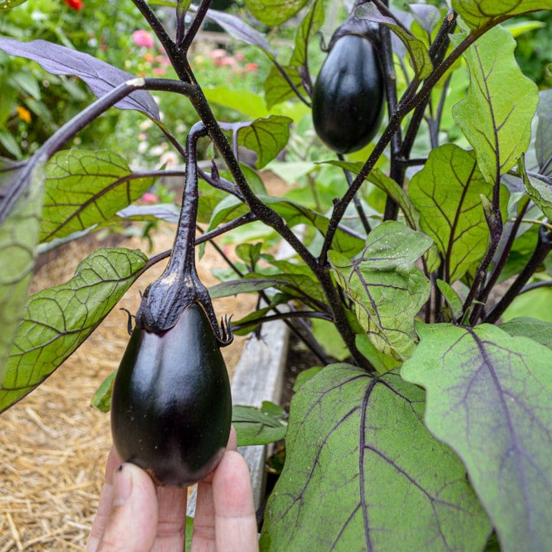 Black Egg Eggplant (70 Days)