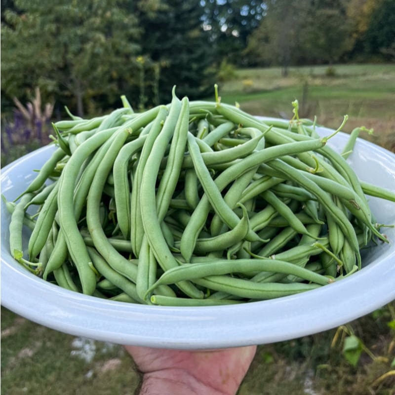Blue Lake 274 Bush Bean (53 Days)