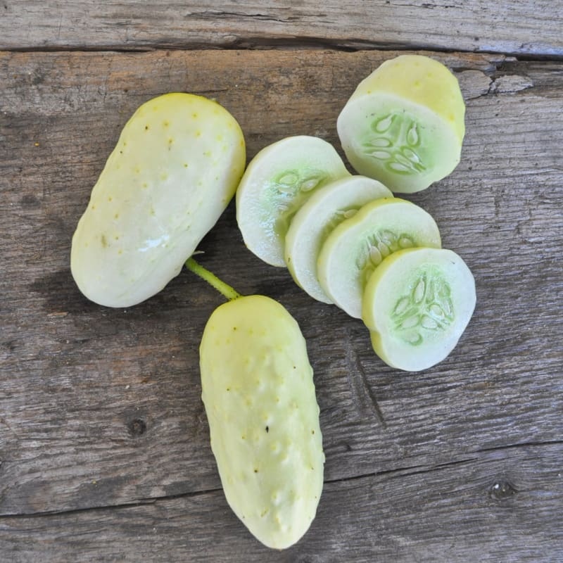 Boothby’s Blond Cucumber (Heirloom 63 Days)