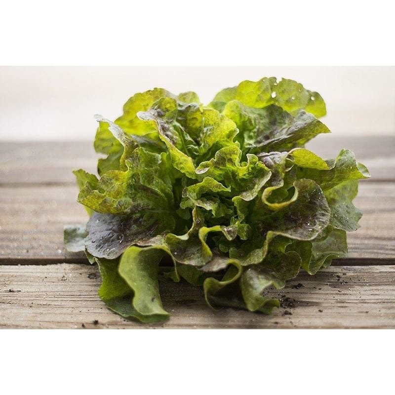 Bronze Mignonette Lettuce (53 Days)