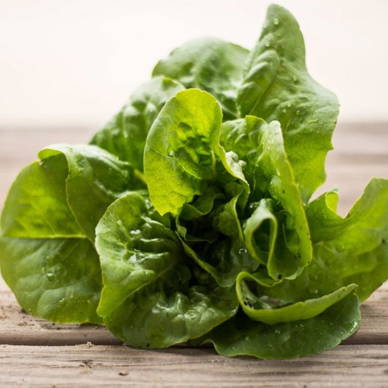 Buttercrunch Lettuce (53 Days)