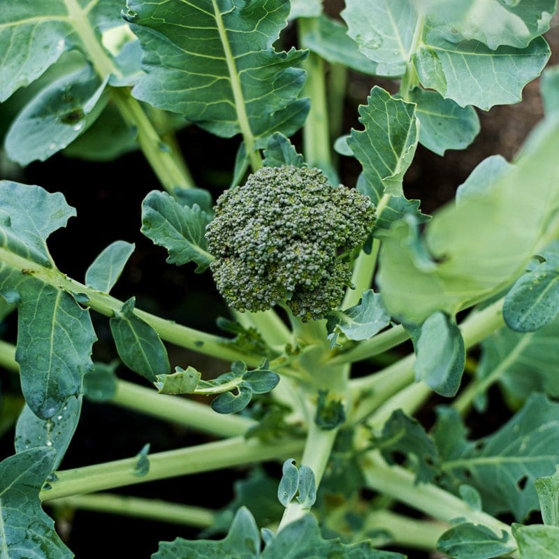 Calabrese Broccoli (Heirloom 55 Days )