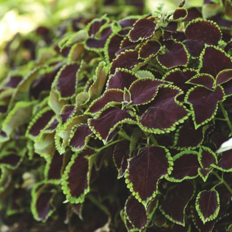 Chocolate Mint Coleus