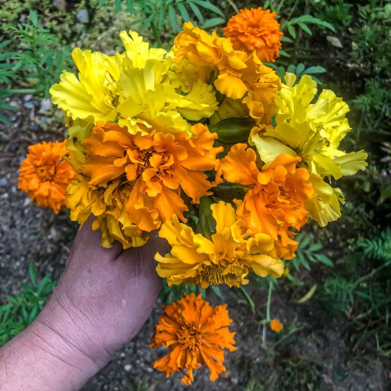 Crackerjack Marigold
