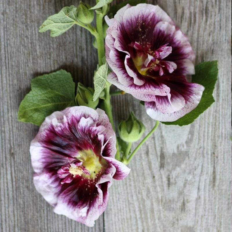 Creme de Cassis Hollyhock