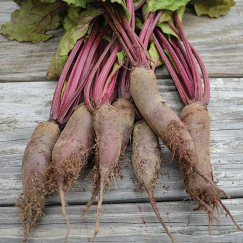 Cylindra Beet (Heirloom 58 Days)