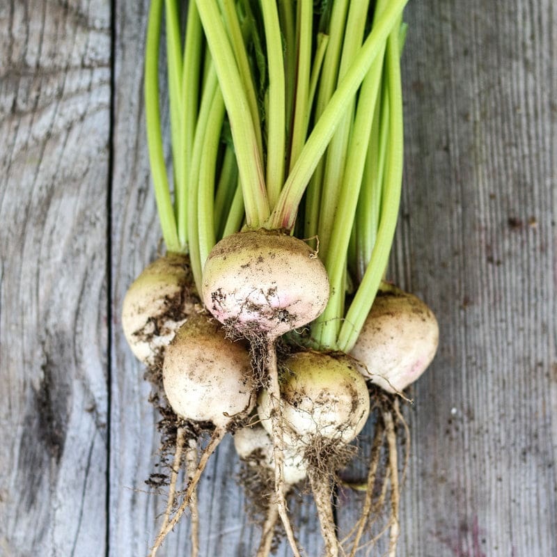 Detroit White Beet (55 Days)