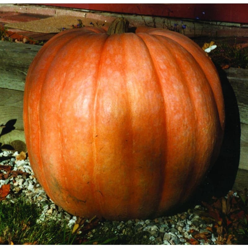 Dill’s Atlantic Giant Pumpkin (125 Days)