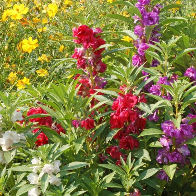 Double Camelia Mix Balsam