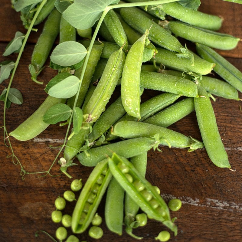 Early Frosty Pea (60 Days)