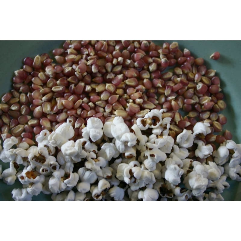 Early Pink Popcorn (100 Days)