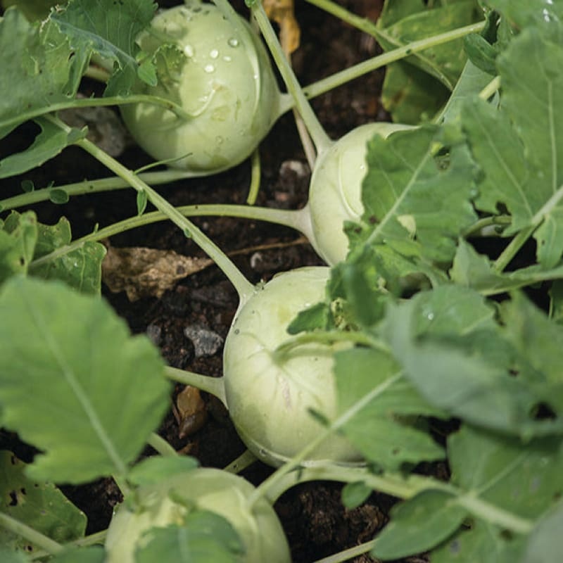 Early White Vienna Kohlrabi (Heirloom, 50 Days)