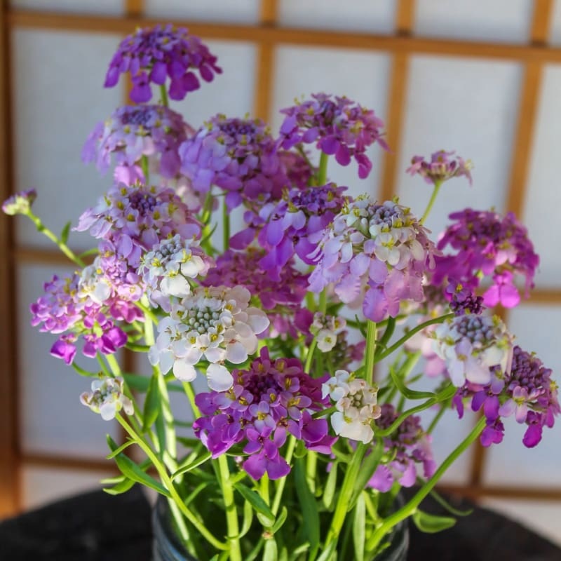 Fairy Mix Candytuft
