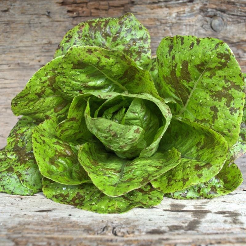 Freckles Lettuce (70 Days)