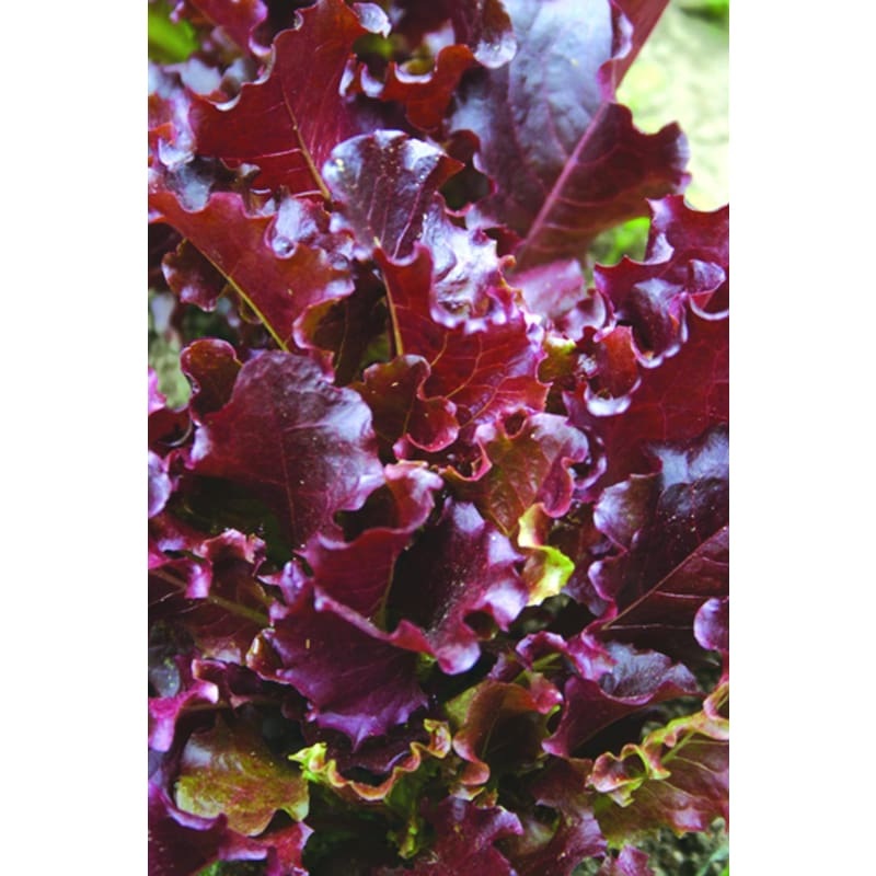 Gabriella Lettuce (50 Days)