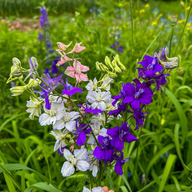 Giant Imperial Mix Larkspur