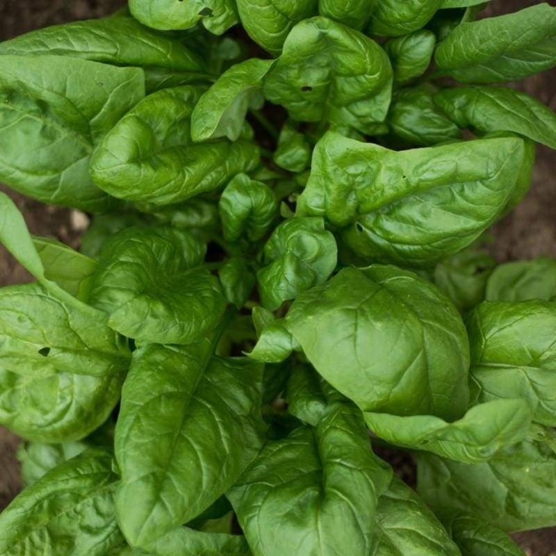 Gigante Di Inverno Spinach (Heirloom 55 Days)