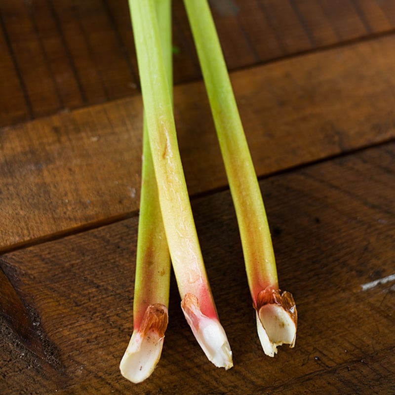 Glaskins Perptual Rhubarb (100-360 days, Heirloom)