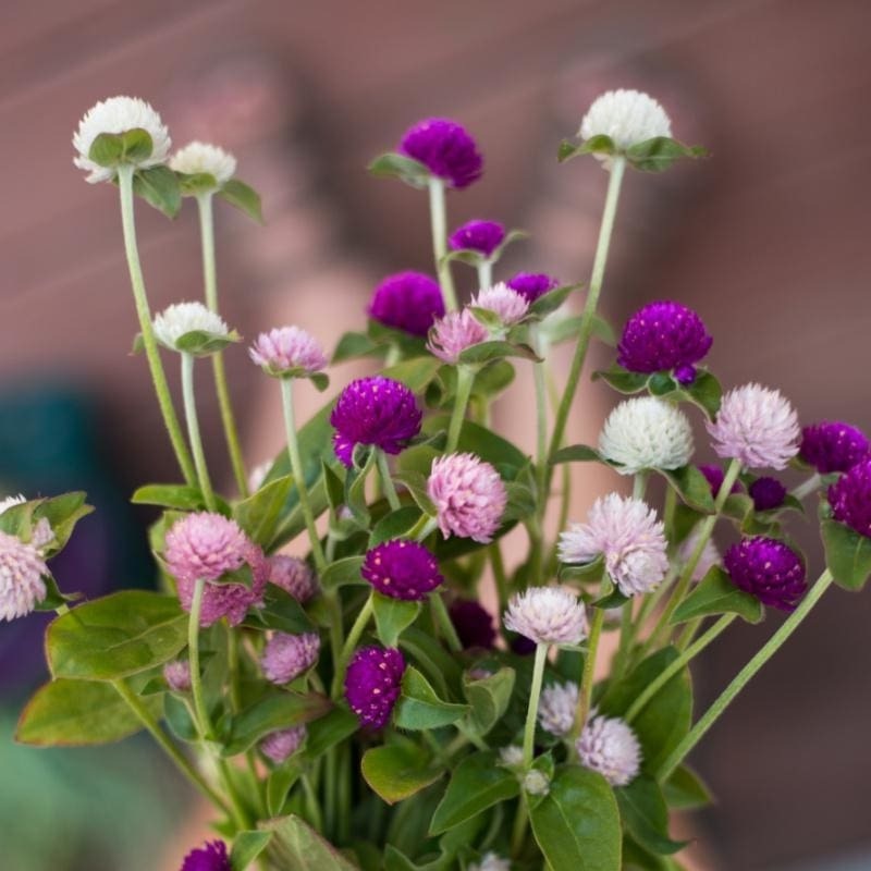 Globe Amaranth