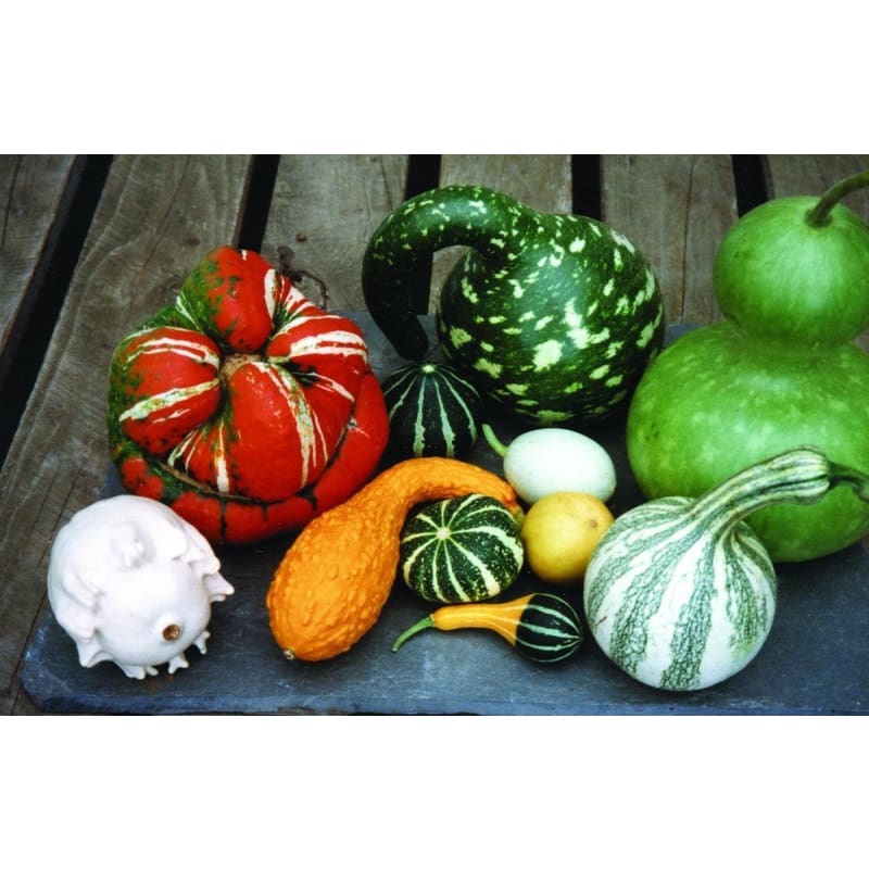 Gourd Mix (95-120 Days)