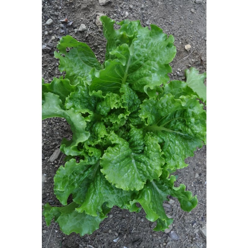 Green Ice Lettuce (45 Days)