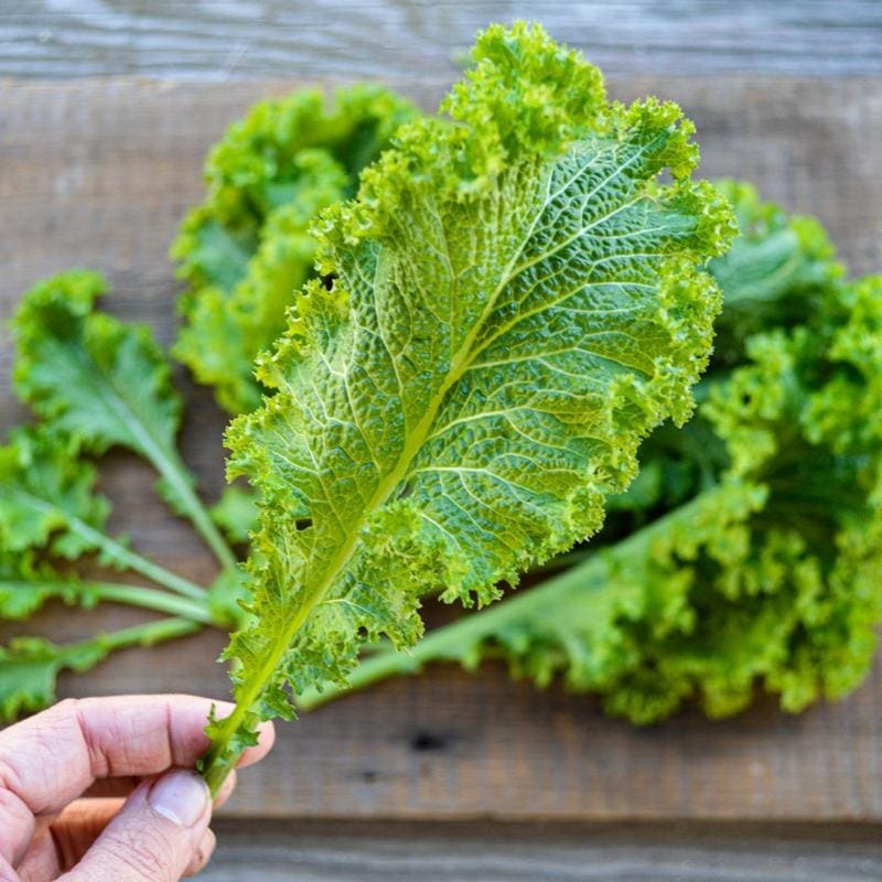 Green Wave Mustard (50 Days)